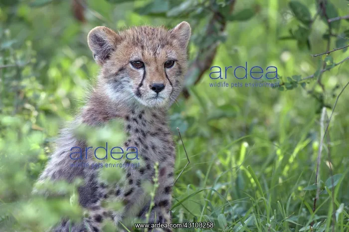 : Cheetah (Acinonyx jubatus) cub : Cheetah (Acinonyx jubatus) cub