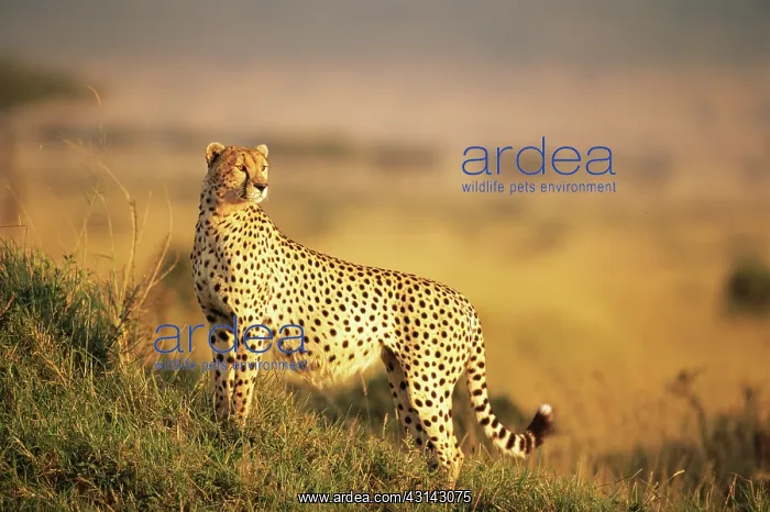 : Cheetah (Acinonyx jubatus) on alert at dawn, Kenya, Masai Mara National Reserve : Cheetah (Acinonyx jubatus) on alert at dawn, Kenya, Masai Mara National Reserve