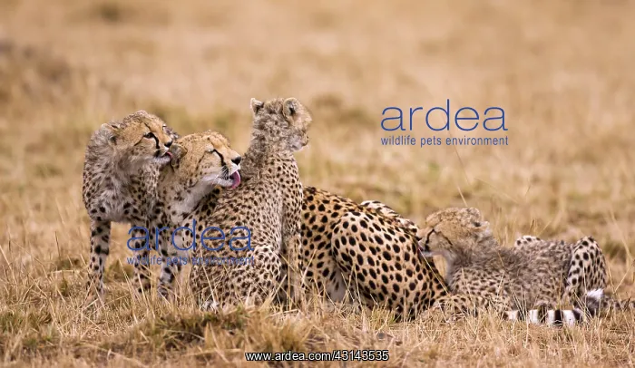  : Cheetah. Grooming Cheetah (Acinonyx jubatus) female with cubs