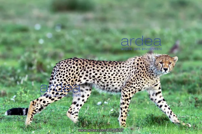 : Cheetah. cheetah (Acinonyx jubatus) walking on the Serengeti Plains : Cheetah. cheetah (Acinonyx jubatus) walking on the Serengeti Plains