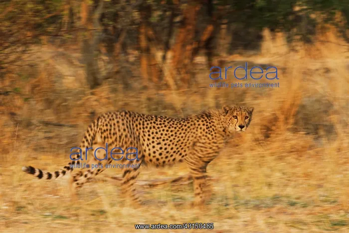 : Cheetah. A motion-blur image of a running cheetah (Acinonyx jubatus) : Cheetah. A motion-blur image of a running cheetah (Acinonyx jubatus)