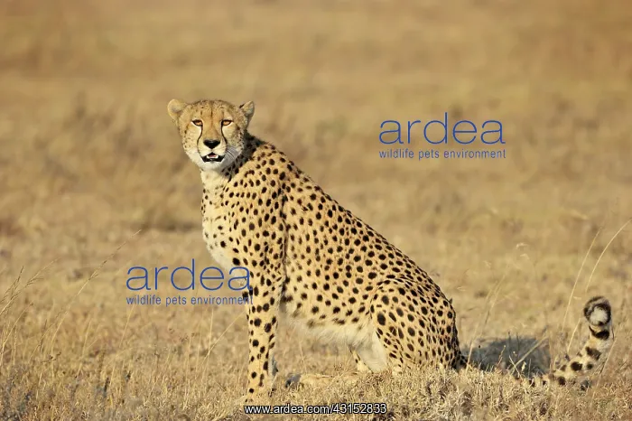 : Cheetah (Acinonyx jubatus) sideview : Cheetah (Acinonyx jubatus) sideview