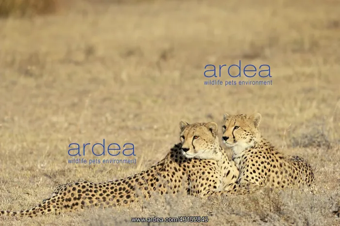 : Cheetah. Two Cheetahs (Acinonyx jubatus) together : Cheetah. Two Cheetahs (Acinonyx jubatus) together