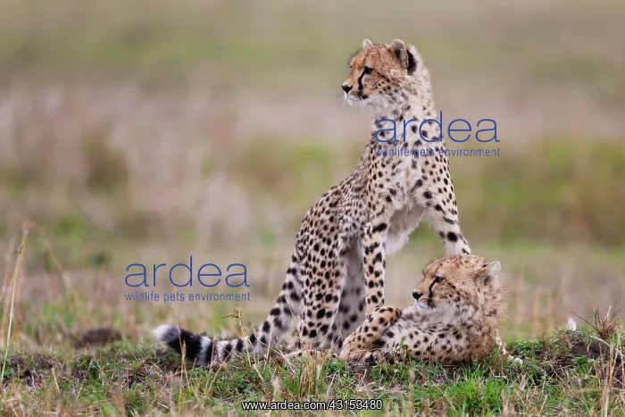 : Cheetah. A female cheetah (Acinonyx jubatus) and her cub resting in the savannah grass : Cheetah. A female cheetah (Acinonyx jubatus) and her cub resting in the savannah grass