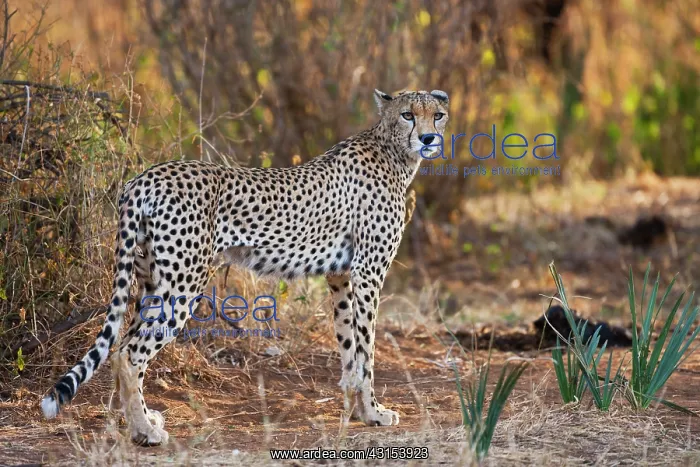 : Cheetah (Acinonyx jubatus) standing in habitat : Cheetah (Acinonyx jubatus) standing in habitat