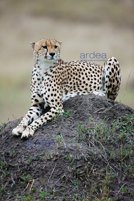  : Cheetah (Acinonyx jubatus) resting on hill