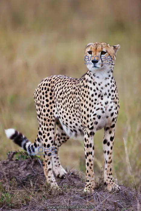 : Cheetah (Acinonyx jubatus) standing on a hill : Cheetah (Acinonyx jubatus) standing on a hill