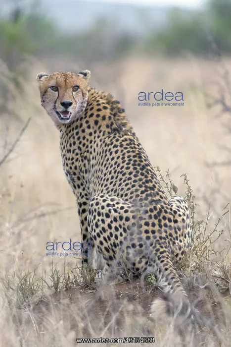 : Cheetah. Adult cheetah (Acinonyx jubatus) in grassland : Cheetah. Adult cheetah (Acinonyx jubatus) in grassland
