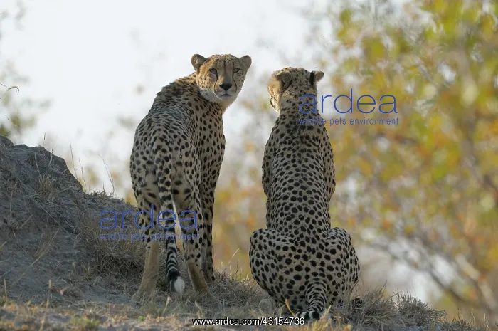 : Cheetah. Pair of Cheetah's (Acinonyx jubatus) standing : Cheetah. Pair of Cheetah's (Acinonyx jubatus) standing