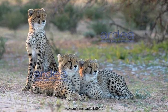 : Cheetah. Three young Cheetah (Acinonyx jubatus) laying on ground : Cheetah. Three young Cheetah (Acinonyx jubatus) laying on ground