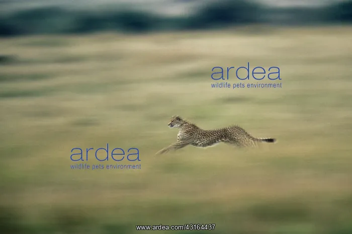 : Cheetah (Acinonyx jubatus) sprinting, Kenya, Masai Mara National Reserve : Cheetah (Acinonyx jubatus) sprinting, Kenya, Masai Mara National Reserve