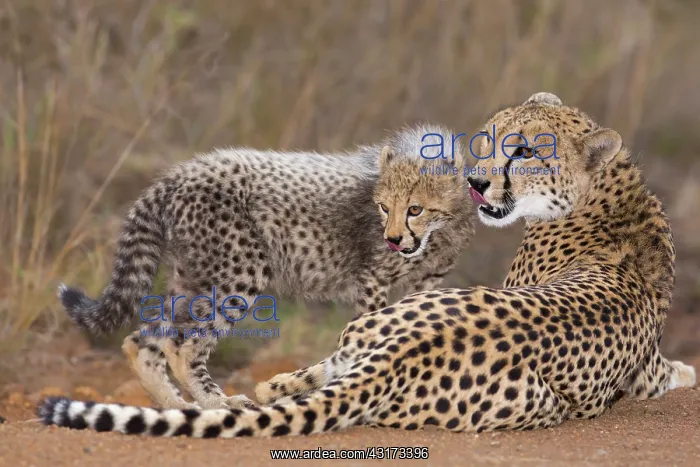 : Cheetah (Acinonyx jubatis) mother and cub resting : Cheetah (Acinonyx jubatis) mother and cub resting