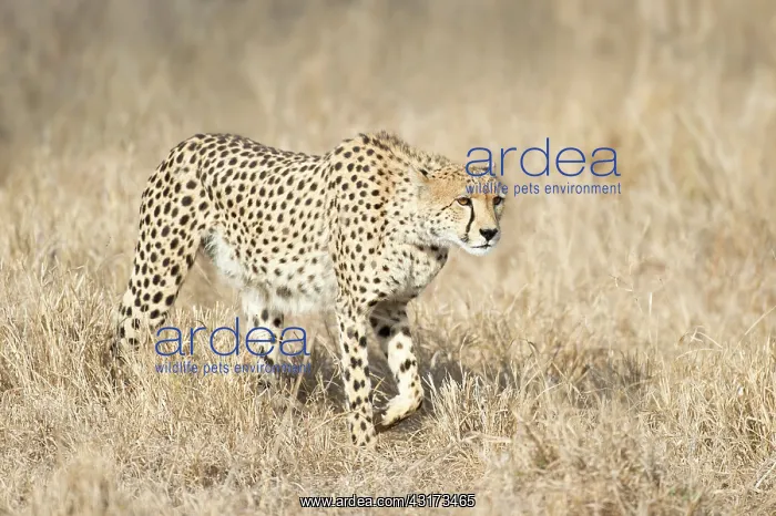 : Cheetah (Acinonyx jubatus) starting a hunt, South Africa : Cheetah (Acinonyx jubatus) starting a hunt, South Africa