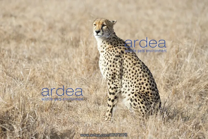 : Cheetah (Acinonyx jubatus) sitting in the open grassland being alert : Cheetah (Acinonyx jubatus) sitting in the open grassland being alert