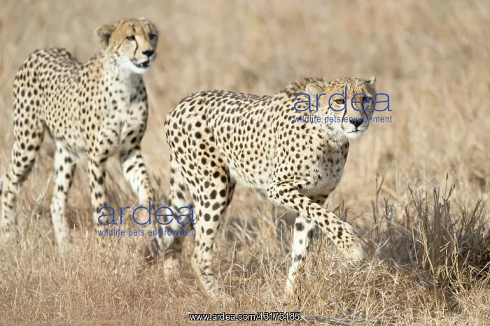 : Cheetah. Two Cheetah (Acinonyx jubatus) brother : Cheetah. Two Cheetah (Acinonyx jubatus) brother