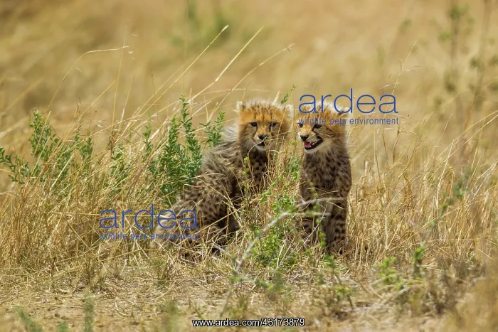 : Cheetah (Acinonyx jubatus) cubs sitting on the ground, Kenya, Masai Mara National Reserve : Cheetah (Acinonyx jubatus) cubs sitting on the ground, Kenya, Masai Mara National Reserve