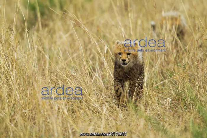 : Cheetah (Acinonyx jubatus) walking through the grass, Kenya, Masai Mara National Reserve : Cheetah (Acinonyx jubatus) walking through the grass, Kenya, Masai Mara National Reserve
