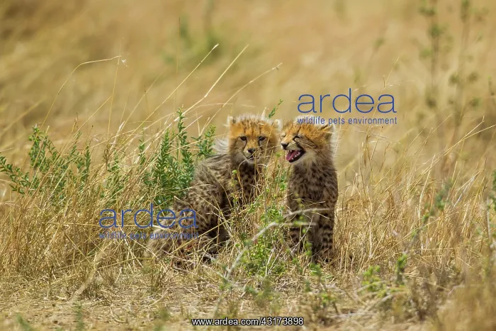 : Cheetah (Acinonyx jubatus) cubs sitting on the ground, Kenya, Masai Mara National Reserve : Cheetah (Acinonyx jubatus) cubs sitting on the ground, Kenya, Masai Mara National Reserve