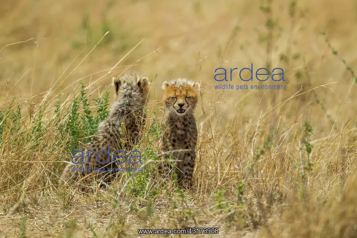 : Cheetah (Acinonyx jubatus) cubs sitting on the ground, Kenya, Masai Mara National Reserve : Cheetah (Acinonyx jubatus) cubs sitting on the ground, Kenya, Masai Mara National Reserve
