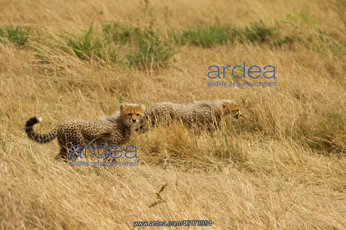 : Cheetah (Acinonyx jubatus) cubs standing on the ground, Kenya, Masai Mara National Reserve : Cheetah (Acinonyx jubatus) cubs standing on the ground, Kenya, Masai Mara National Reserve
