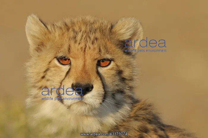 : Cheetah. Portrait of a young Cheetah (Acinonyx jubatus) : Cheetah. Portrait of a young Cheetah (Acinonyx jubatus)