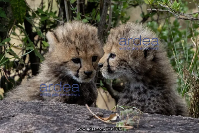 : CHEETAH. Afrique, Afrique de l'Est, Kenya, Rceserve nationale du Masai Mara : CHEETAH. Afrique, Afrique de l'Est, Kenya, Rceserve nationale du Masai Mara