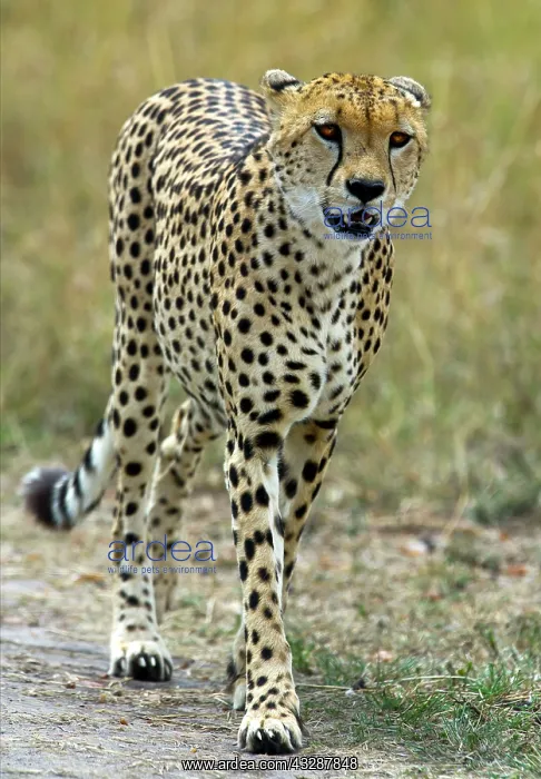 : Cheetah : Cheetah
