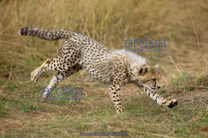 : Cheetah : Cheetah