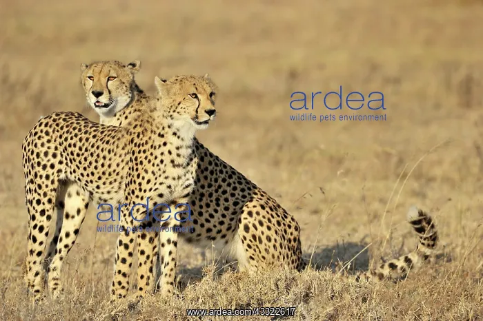: Cheetah. Two cheetahs sitting in grassland : Cheetah. Two cheetahs sitting in grassland
