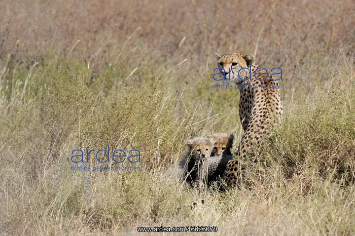 : Cheetah. Female Cheetah (Acinonyx jubatus) with two cubs : Cheetah. Female Cheetah (Acinonyx jubatus) with two cubs