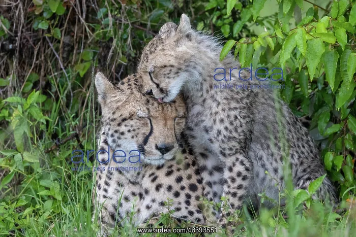 : CHEETAH. Afrique, Afrique de l'Est, Kenya, Rserve nationale du Masai Mara : CHEETAH. Afrique, Afrique de l'Est, Kenya, Rserve nationale du Masai Mara