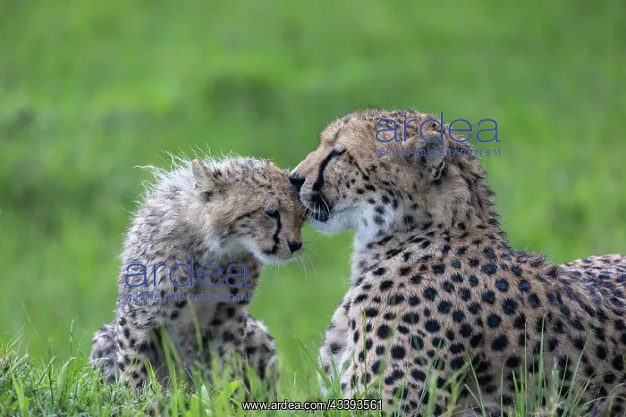 : CHEETAH. Afrique, Afrique de l'Est, Kenya, Rserve nationale du Masai Mara : CHEETAH. Afrique, Afrique de l'Est, Kenya, Rserve nationale du Masai Mara