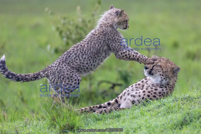 : CHEETAH. Afrique, Afrique de l'Est, Kenya, Rserve nationale du Masai Mara : CHEETAH. Afrique, Afrique de l'Est, Kenya, Rserve nationale du Masai Mara