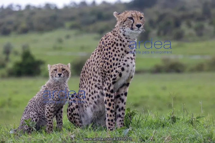: CHEETAH. Afrique, Afrique de l'Est, Kenya, Rserve nationale du Masai Mara : CHEETAH. Afrique, Afrique de l'Est, Kenya, Rserve nationale du Masai Mara