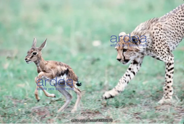 : CHEETAH - 6 month old cub learning to hunt, chasing : CHEETAH - 6 month old cub learning to hunt, chasing