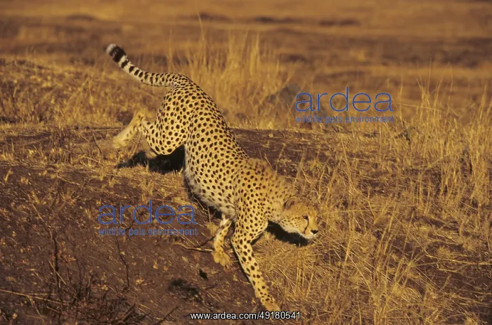 : Cheetah (Acinonyx jubatus) : Cheetah (Acinonyx jubatus)