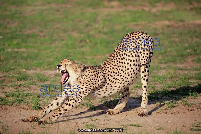 : Cheetah (Acinonyx jubatus), adult, yawning, stretching : Cheetah (Acinonyx jubatus), adult, yawning, stretching