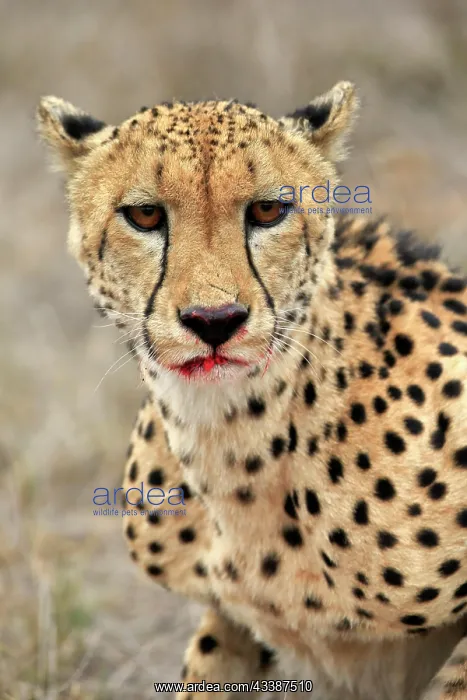 : Cheetah (Acinonyx jubatus), adult, portrait, bloodied, S : Cheetah (Acinonyx jubatus), adult, portrait, bloodied, S