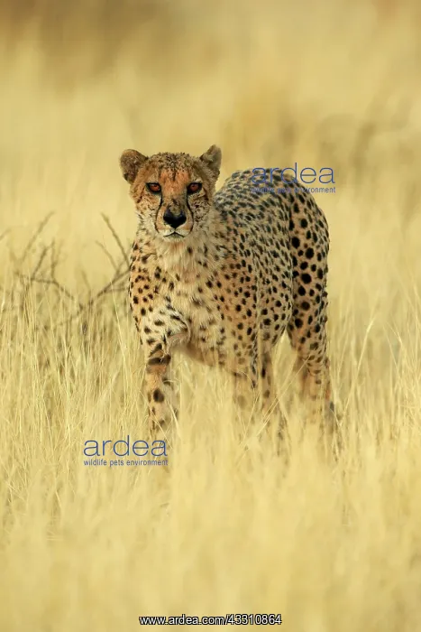 : Cheetah (Acinonyx jubatus), adult, alert, running : Cheetah (Acinonyx jubatus), adult, alert, running