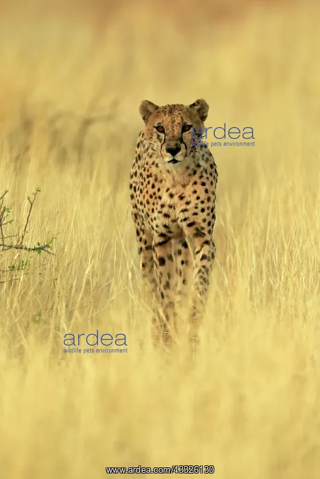 : Cheetah (Acinonyx jubatus), adult, alert, running : Cheetah (Acinonyx jubatus), adult, alert, running