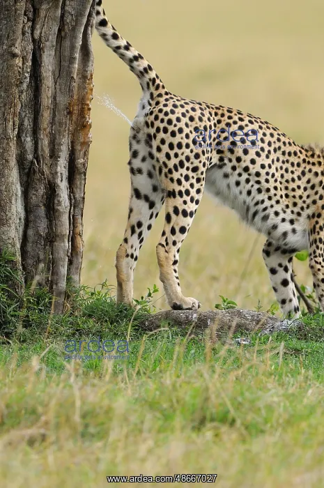 : Cheetah (Acinonyx jubatus) adult male, scent marking : Cheetah (Acinonyx jubatus) adult male, scent marking