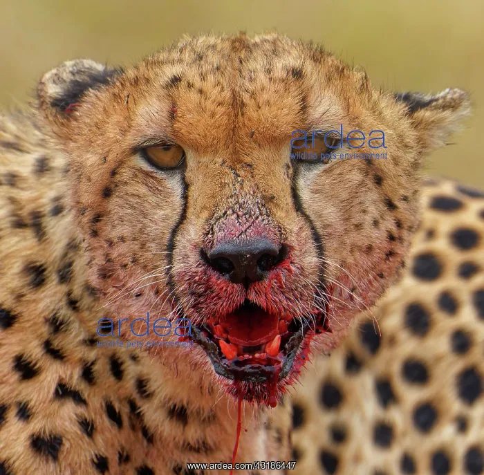 : Cheetah (Acinonyx jubatus) bloody after feeding : Cheetah (Acinonyx jubatus) bloody after feeding