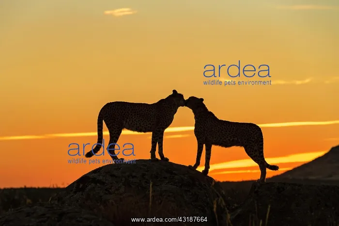 : Cheetah (Acinonyx jubatus), captive, kissing on : Cheetah (Acinonyx jubatus), captive, kissing on