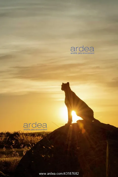 : Cheetah (Acinonyx jubatus), captive, sitting on : Cheetah (Acinonyx jubatus), captive, sitting on