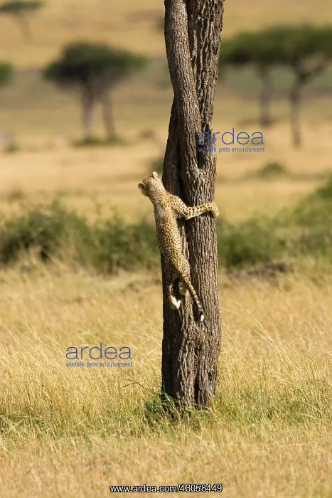 : Cheetah (Acinonyx jubatus) climbing tree : Cheetah (Acinonyx jubatus) climbing tree