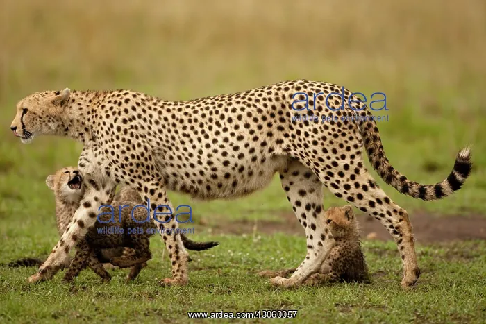 : Cheetah, Acinonyx jubatus, with cub in the : Cheetah, Acinonyx jubatus, with cub in the