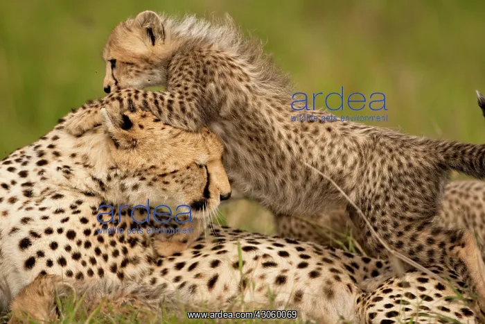 : Cheetah, Acinonyx jubatus, with cub in the : Cheetah, Acinonyx jubatus, with cub in the