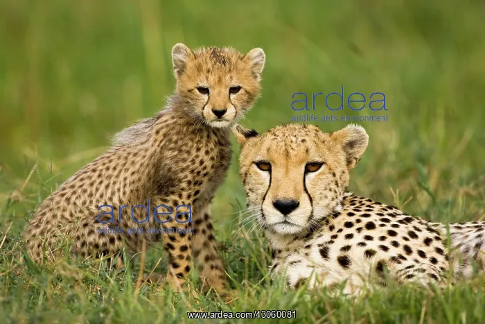 : Cheetah, Acinonyx jubatus, with cub in the : Cheetah, Acinonyx jubatus, with cub in the