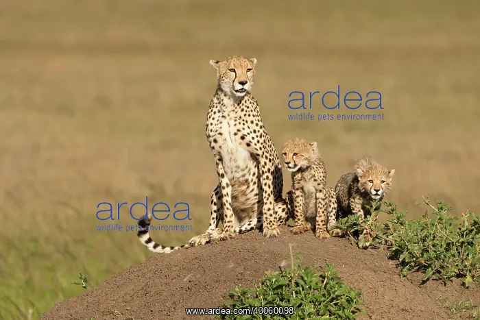 : Cheetah, Acinonyx jubatus, with cub in the : Cheetah, Acinonyx jubatus, with cub in the