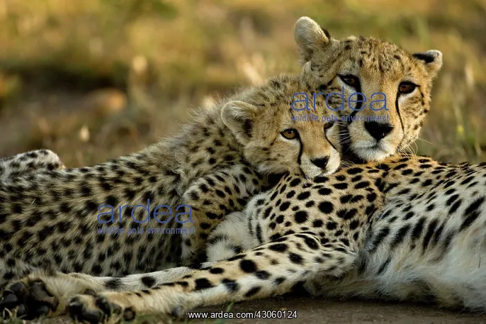 : Cheetah, Acinonyx jubatus, with cub in the : Cheetah, Acinonyx jubatus, with cub in the